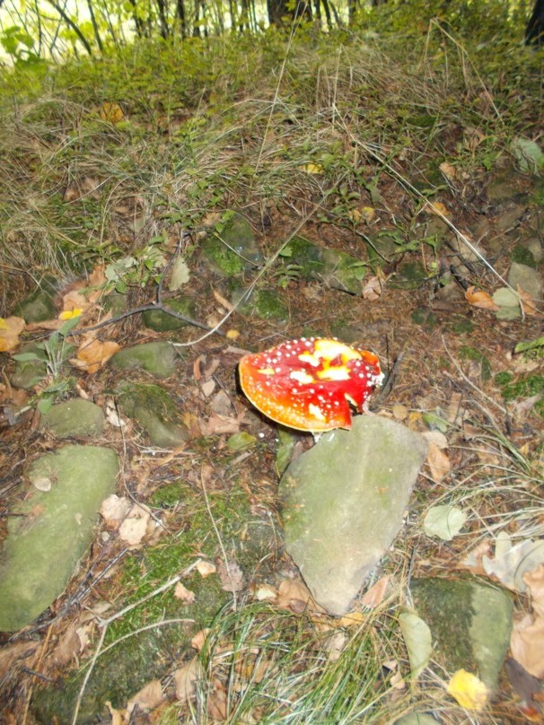 DSCN3168