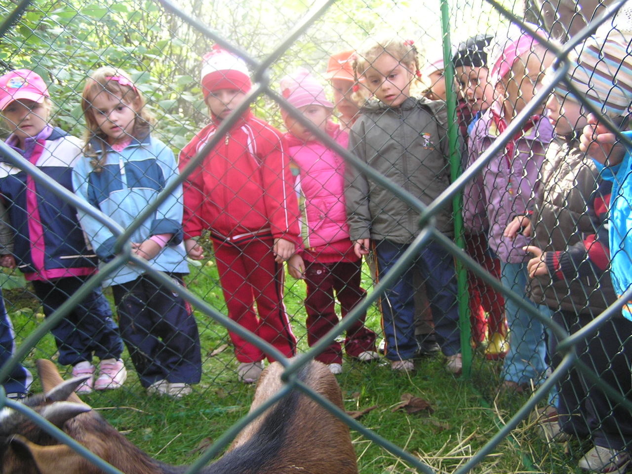 den  domácích zvířátek (30)