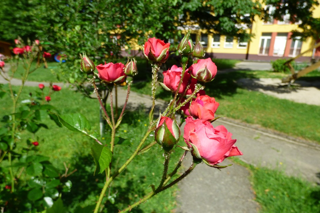 P1170289