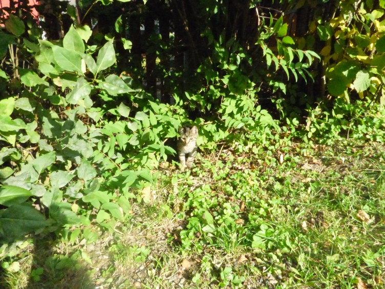 P1180913