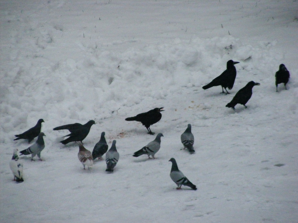 DSCF2459